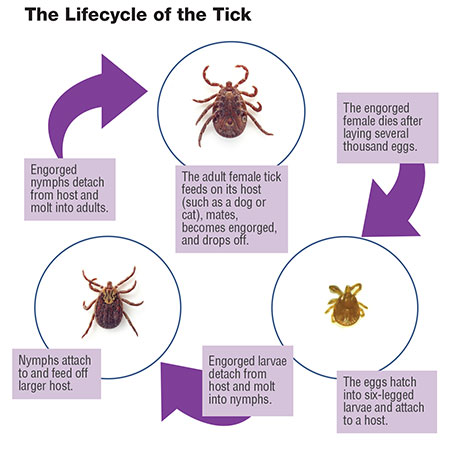 Lifecycle of Tick