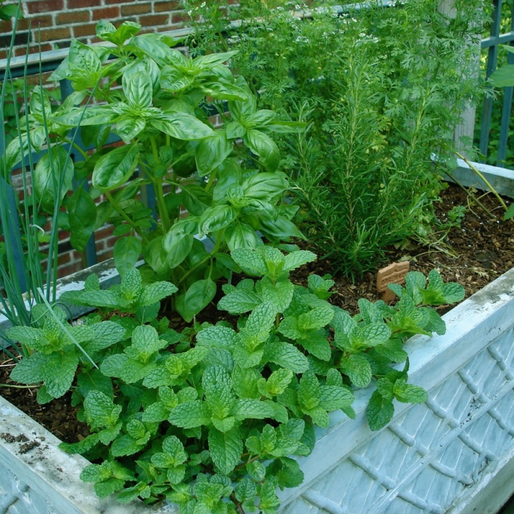 herb-garden-rectangular-planter_web-1000x1000