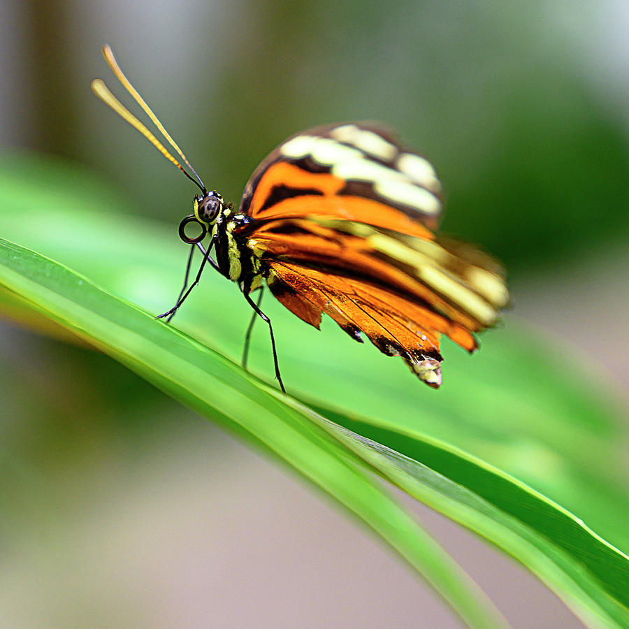 orange-butterfly-on-leaf-jason-giorgetti