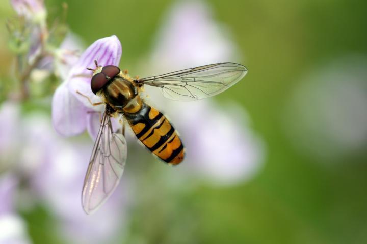 hoverfly-459541_1920_full_width