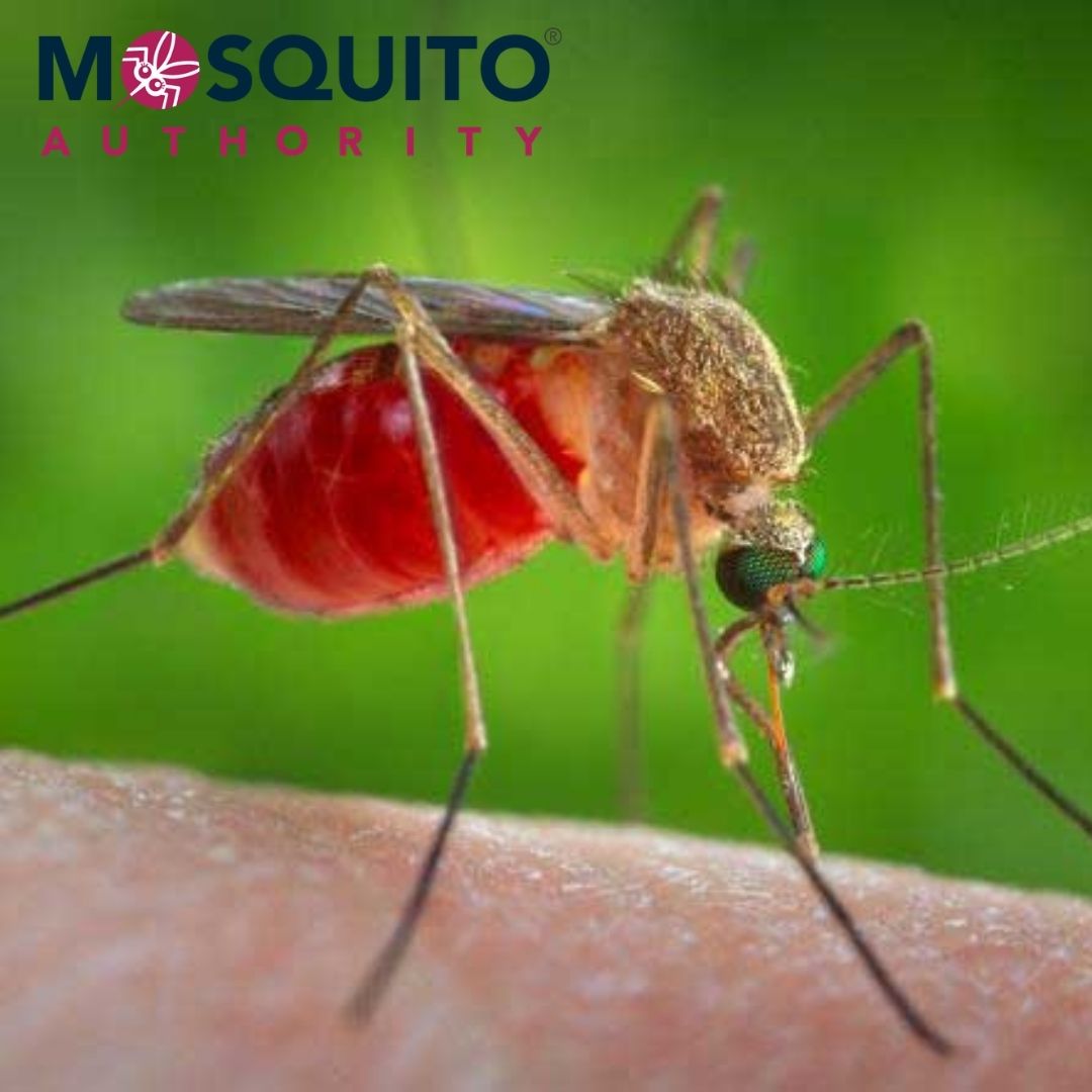 Mosquito sitting on a human arm